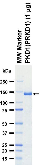 The purity was assessed by SDS-PAGE/CBB staining.